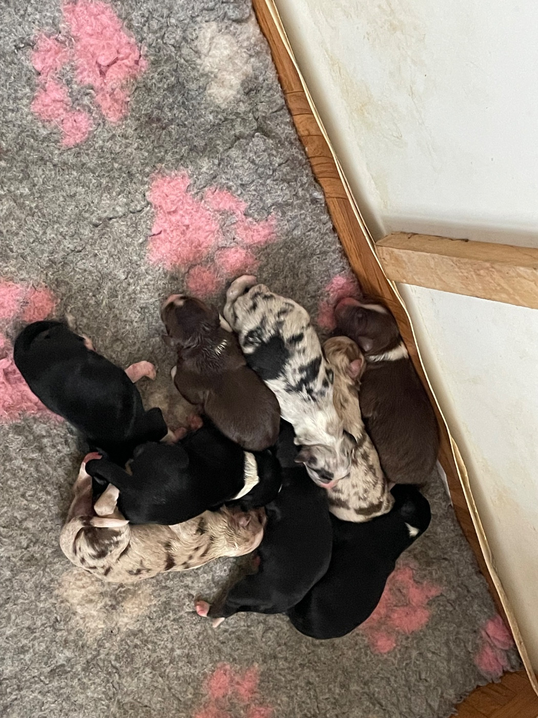 Ils sont là au nombre de 9 et sont disponibles à la réas.