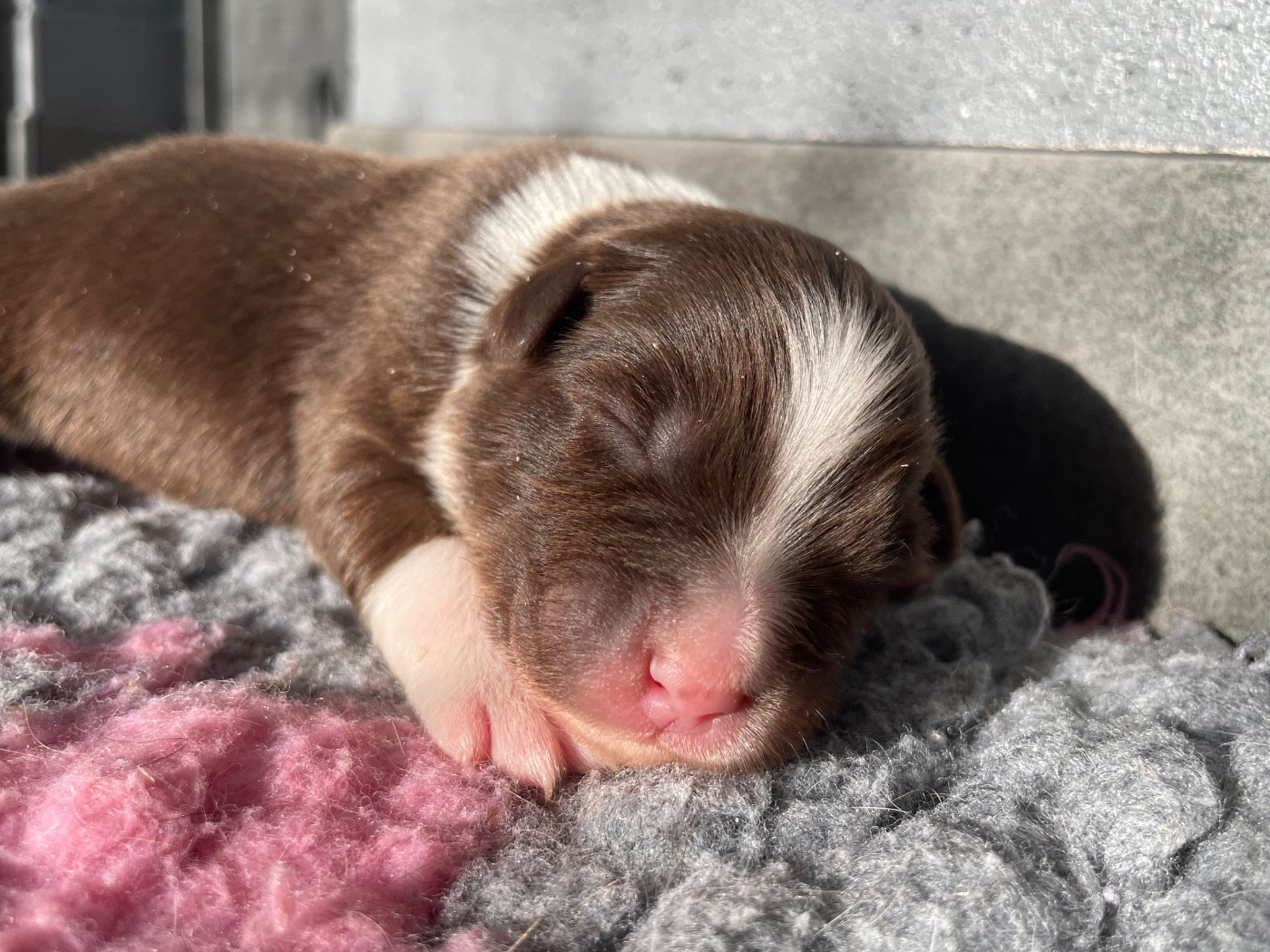 Valley Nasr - Chiots disponibles - Berger Australien