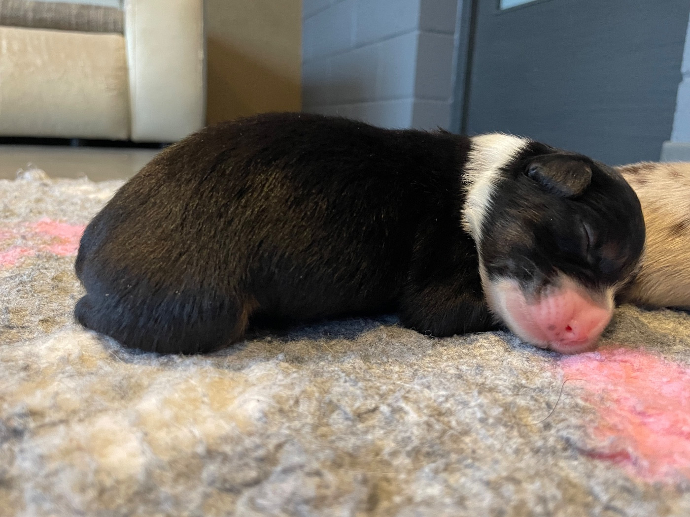 Valley Nasr - Chiots disponibles - Berger Australien