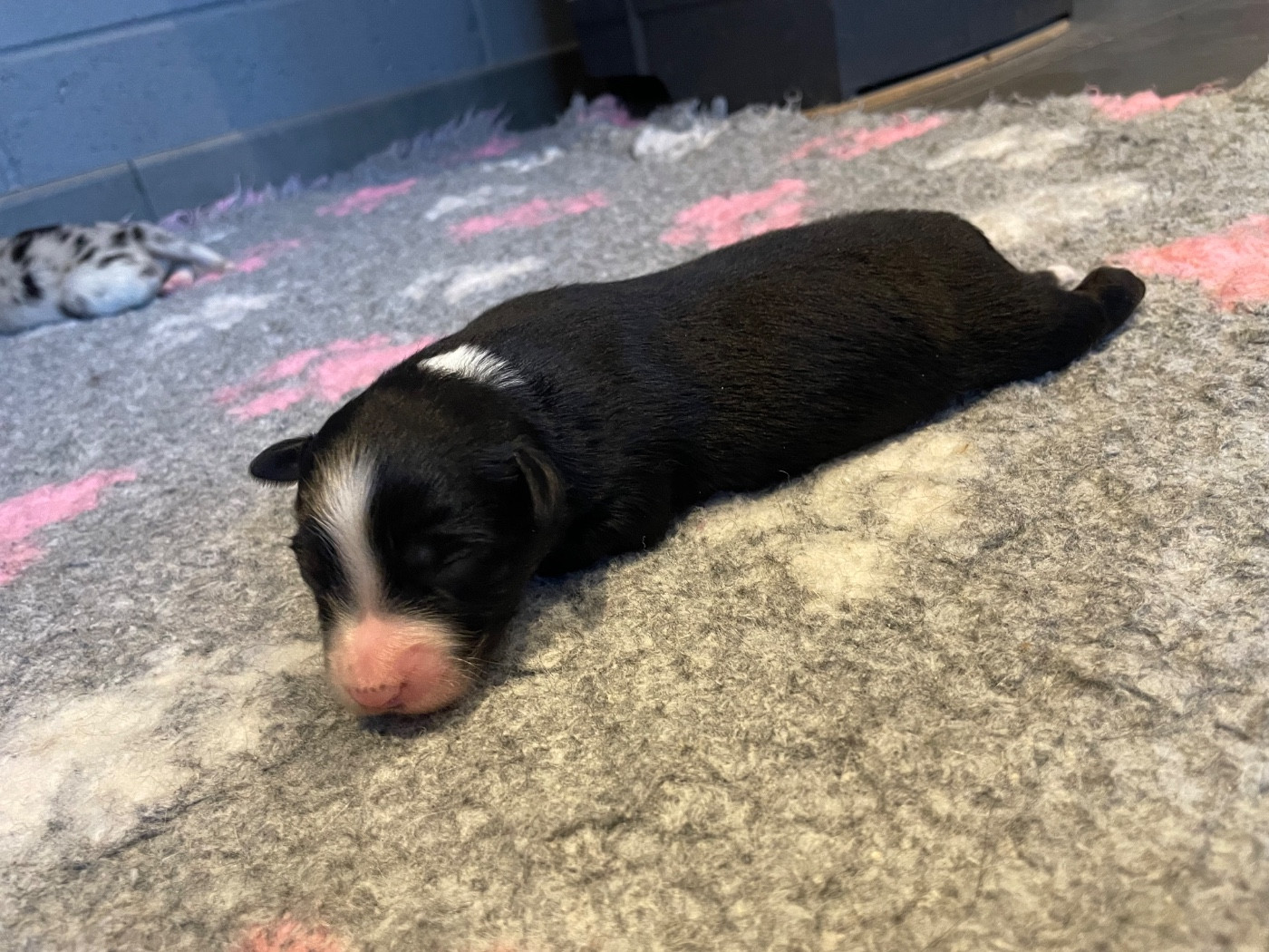 Valley Nasr - Chiots disponibles - Berger Australien