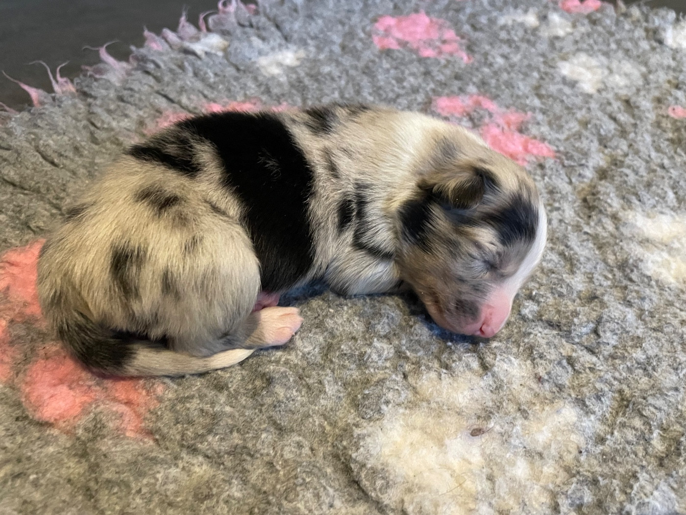 Valley Nasr - Chiots disponibles - Berger Australien