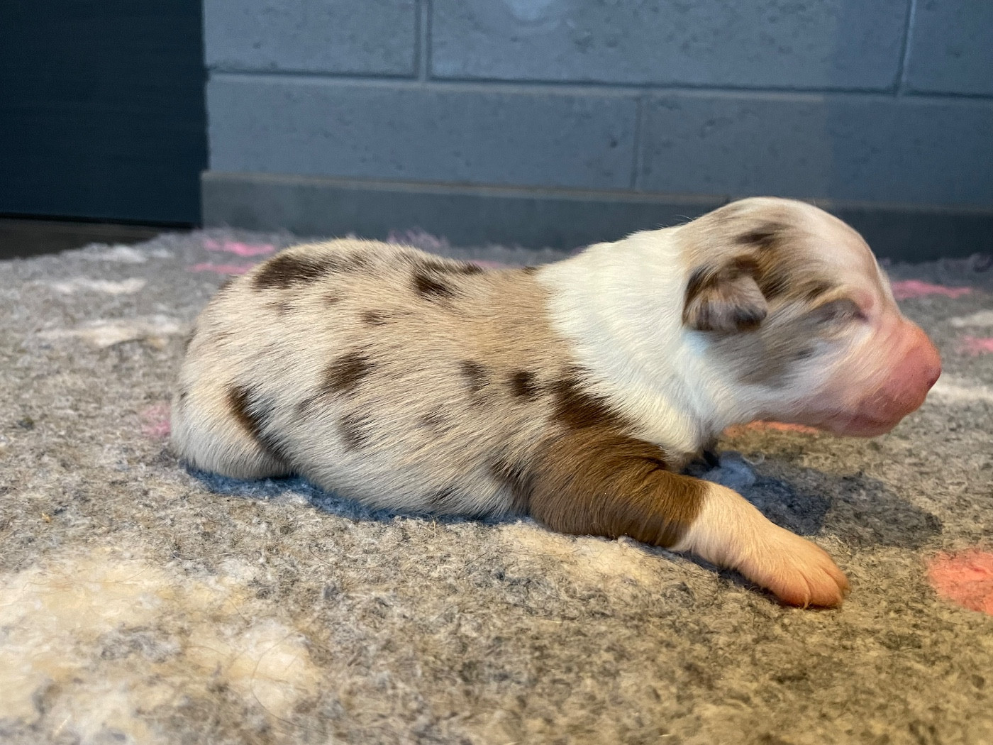 Valley Nasr - Chiots disponibles - Berger Australien