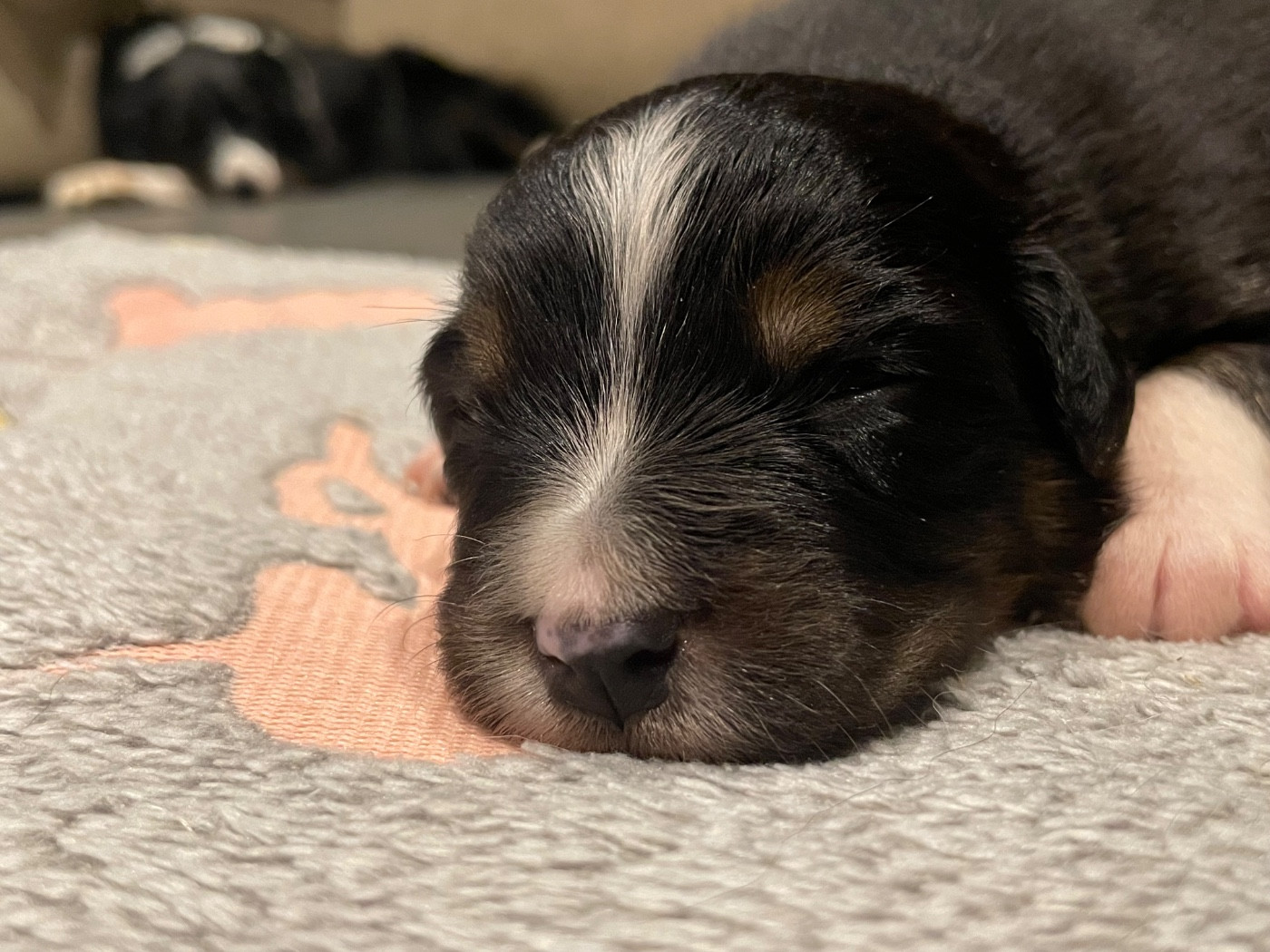 Valley Nasr - Chiots disponibles - Berger Australien