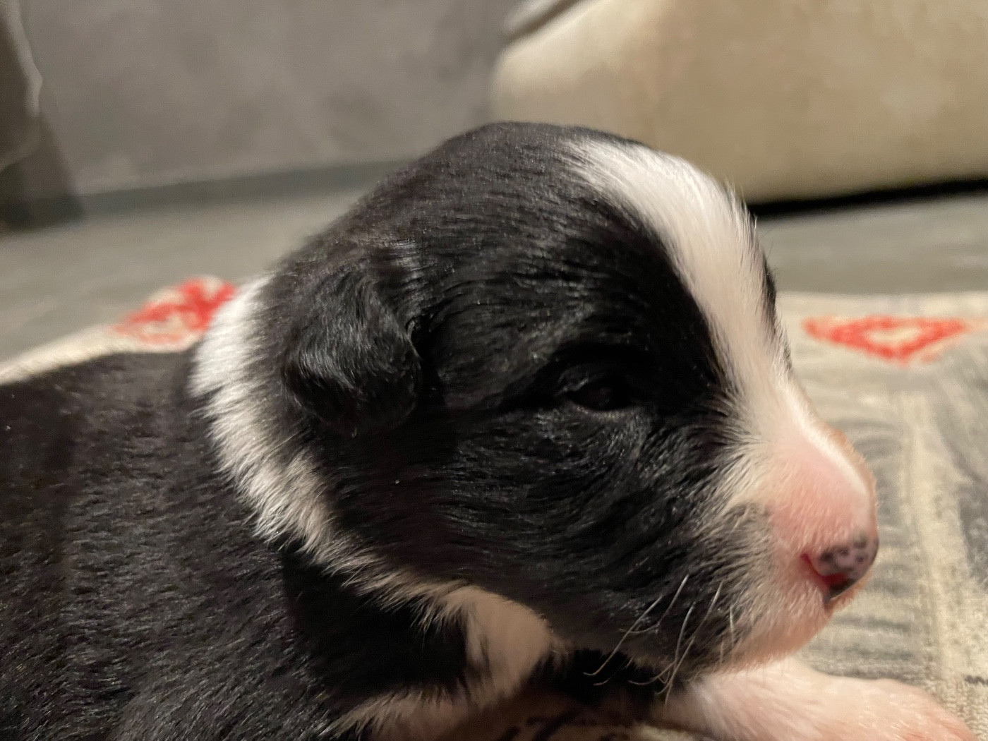 Valley Nasr - Chiots disponibles - Berger Australien