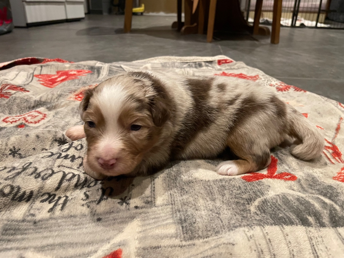 Valley Nasr - Chiots disponibles - Berger Australien