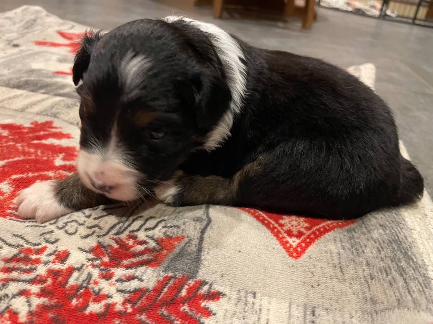 Valley Nasr - Chiots disponibles - Berger Australien