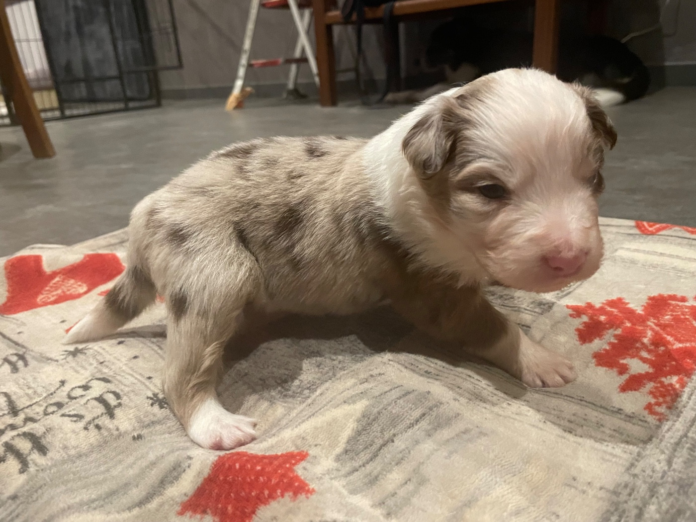 Valley Nasr - Chiots disponibles - Berger Australien