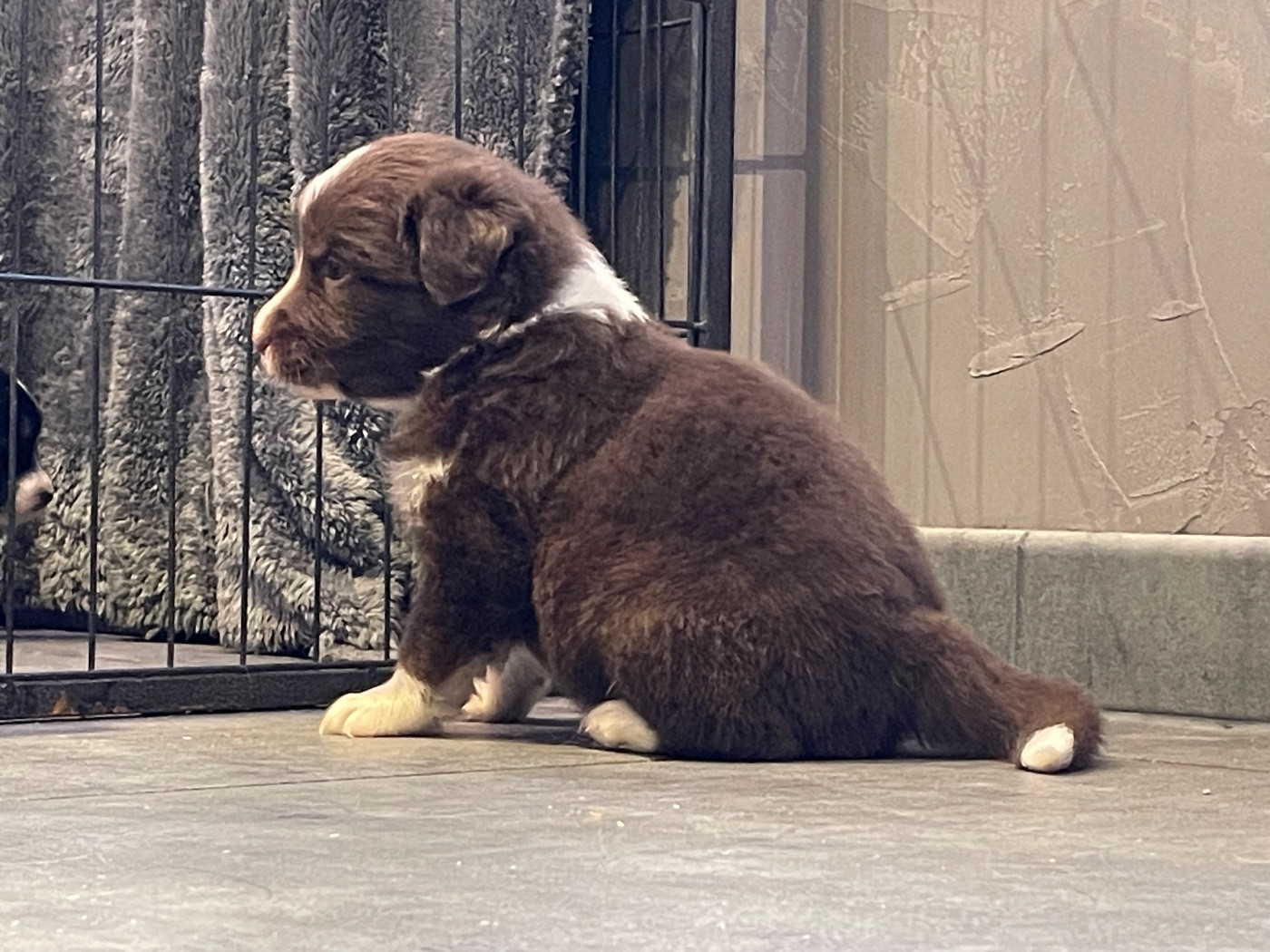 Valley Nasr - Chiots disponibles - Berger Australien