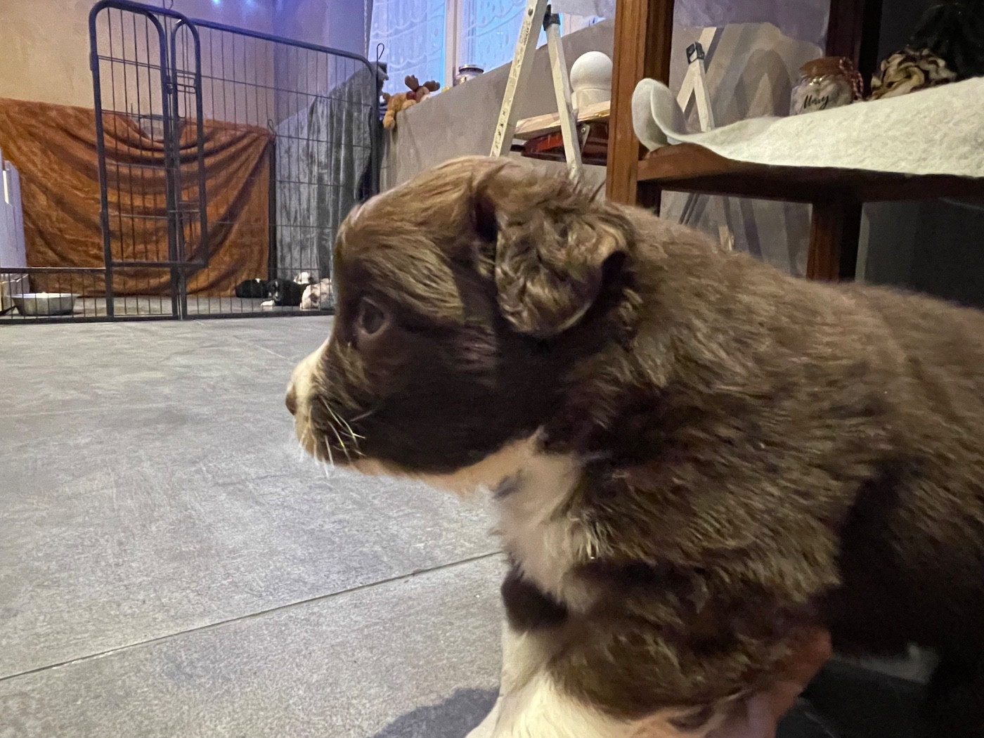 Valley Nasr - Chiots disponibles - Berger Australien