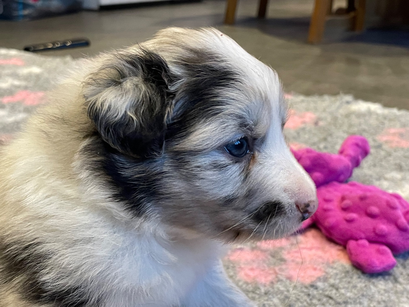 Valley Nasr - Chiots disponibles - Berger Australien