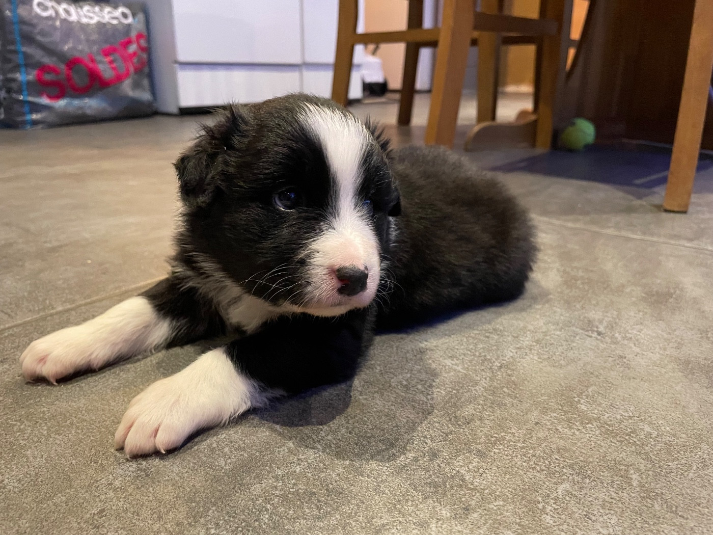 Valley Nasr - Chiots disponibles - Berger Australien