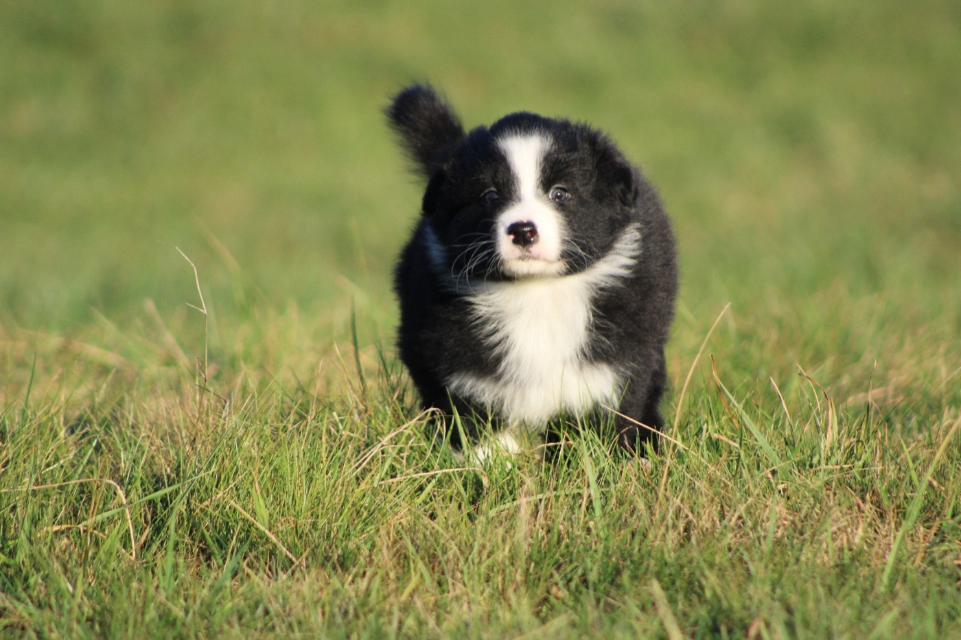Valley Nasr - Chiots disponibles - Berger Australien