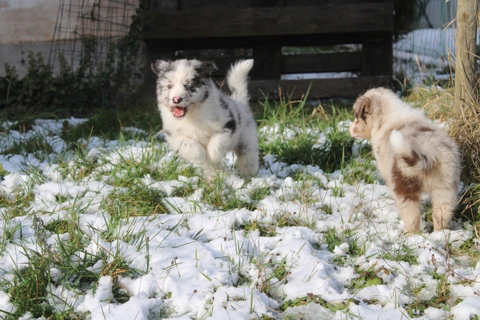 Valley Nasr - Chiots disponibles - Berger Australien