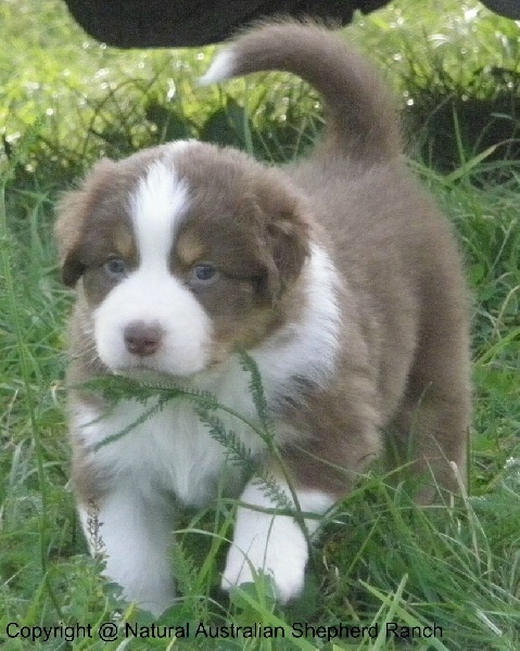 Valley Nasr - Berger Australien - Portée née le 22/09/2014