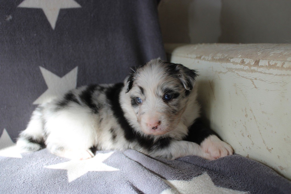 Valley Nasr - Chiots disponibles - Berger Australien